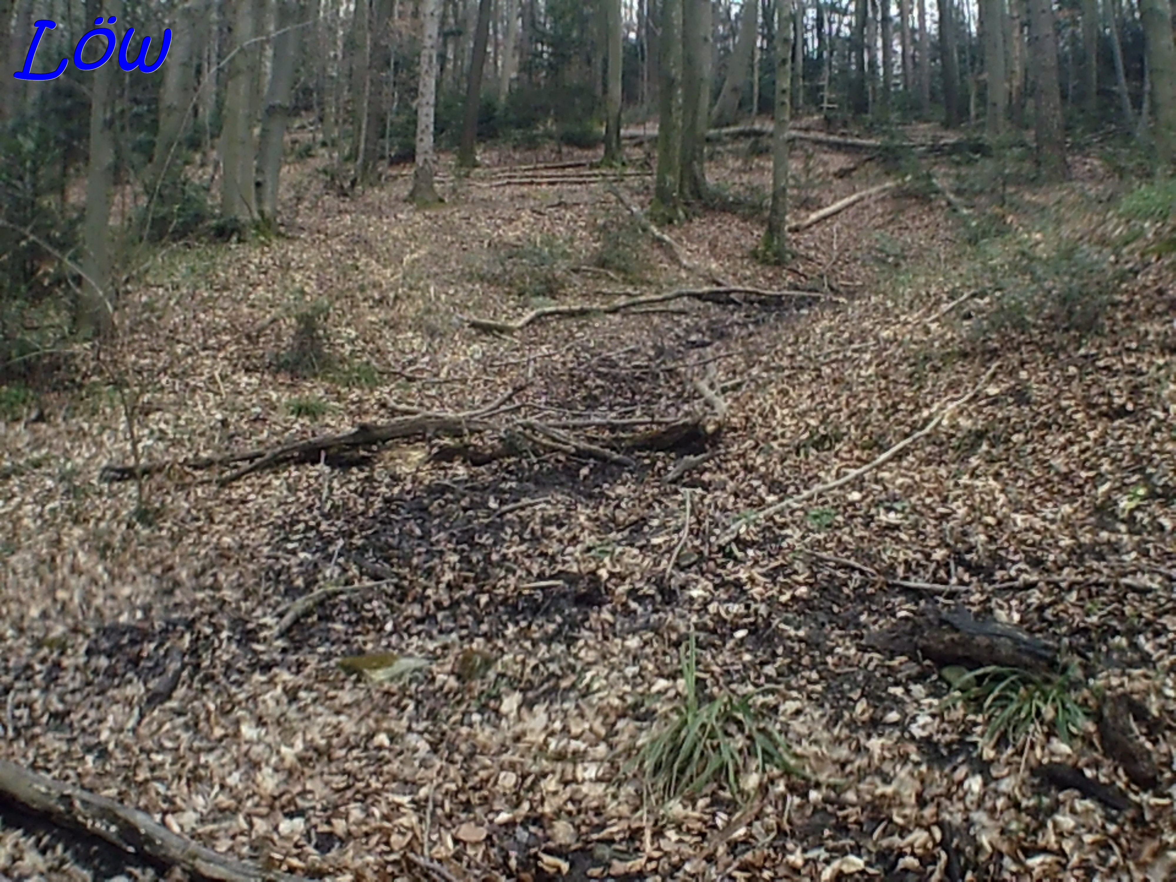 22.3.2025 - Wildschweinsuhle